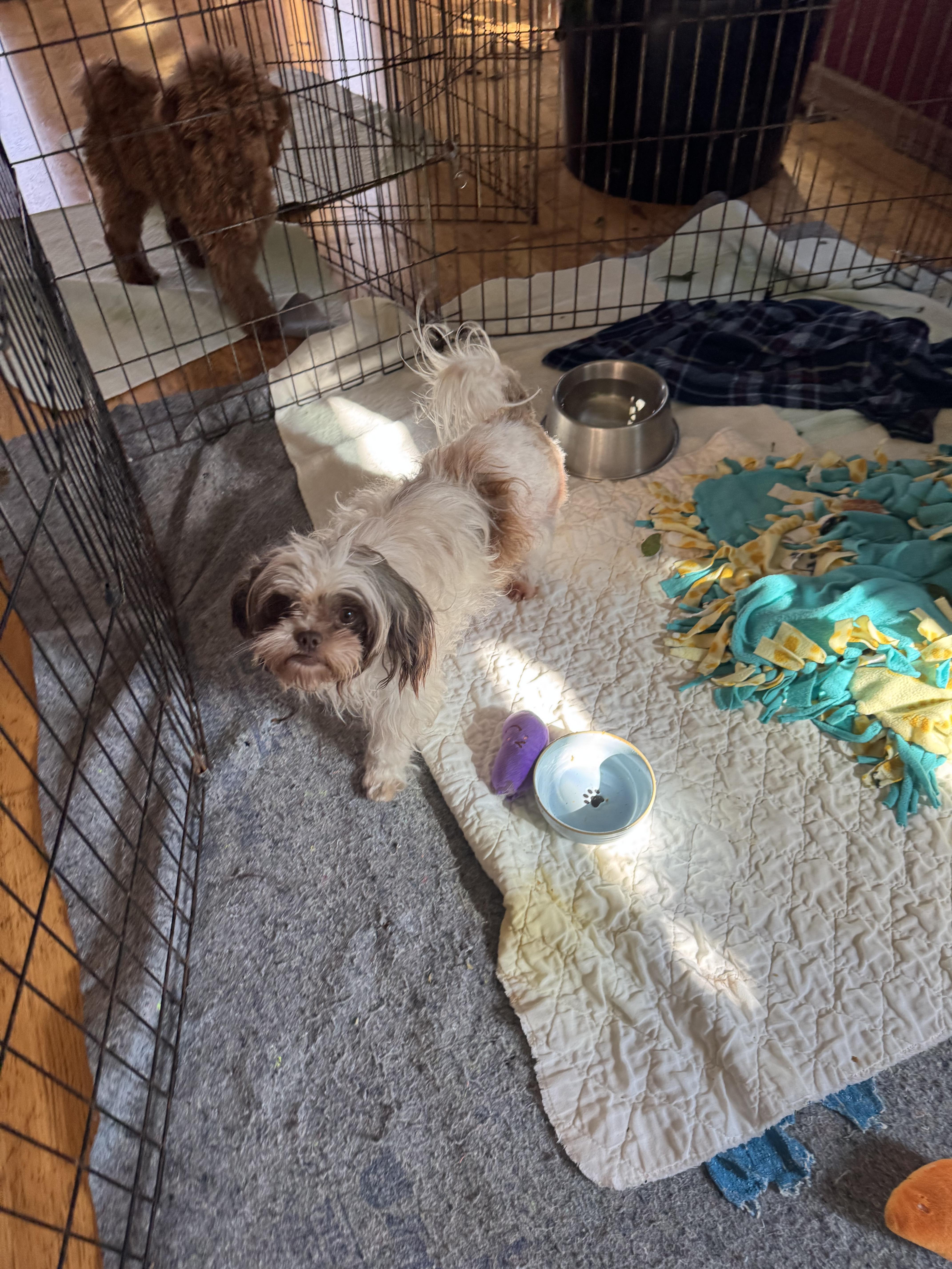 Enlarge Clementine, a ADOPTABLE Shih Tzu in Glenwood City, WI image 1/3