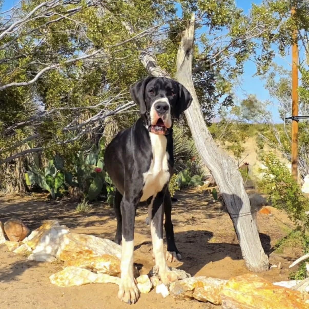 Joel, an adopted Great Dane in Tehachapi, CA image 3/5