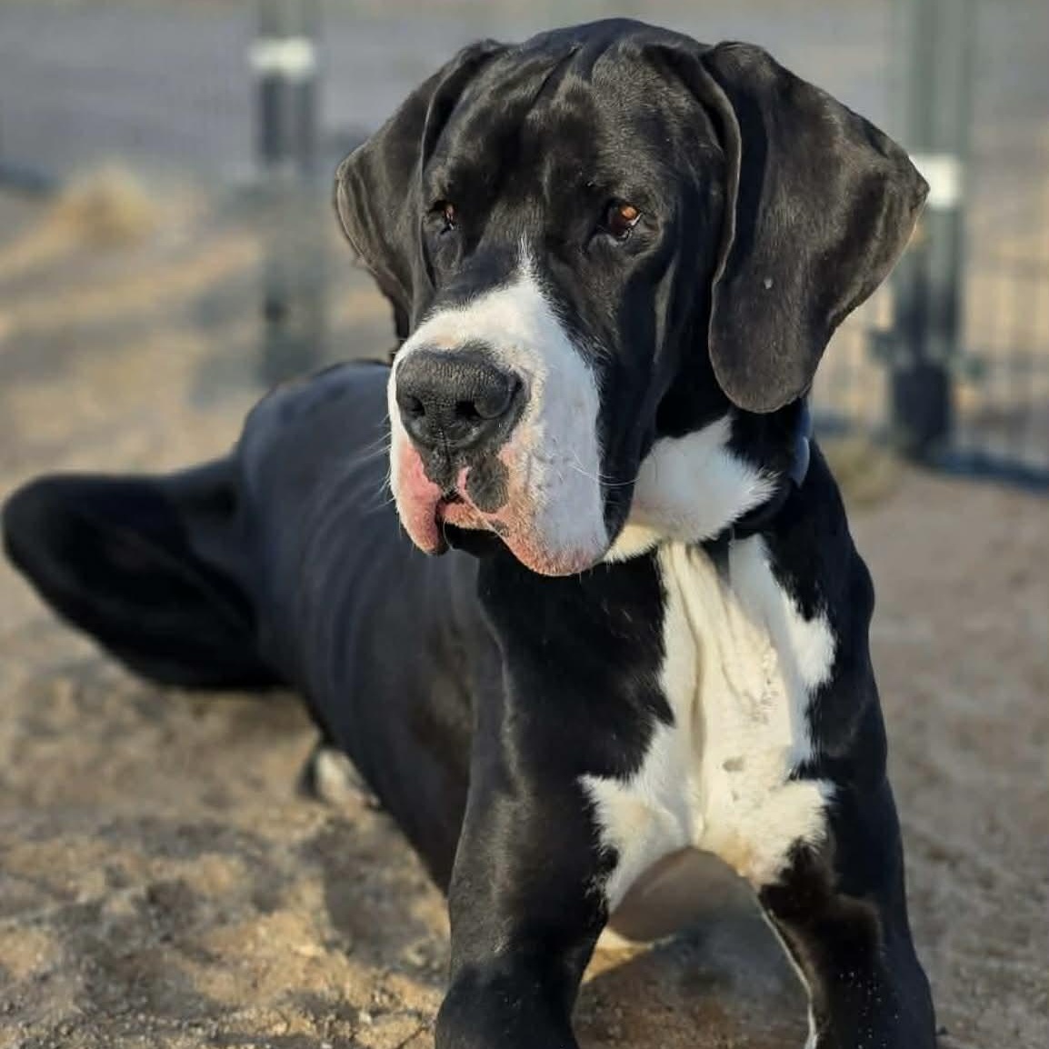Joel, an adopted Great Dane in Tehachapi, CA image 5/5