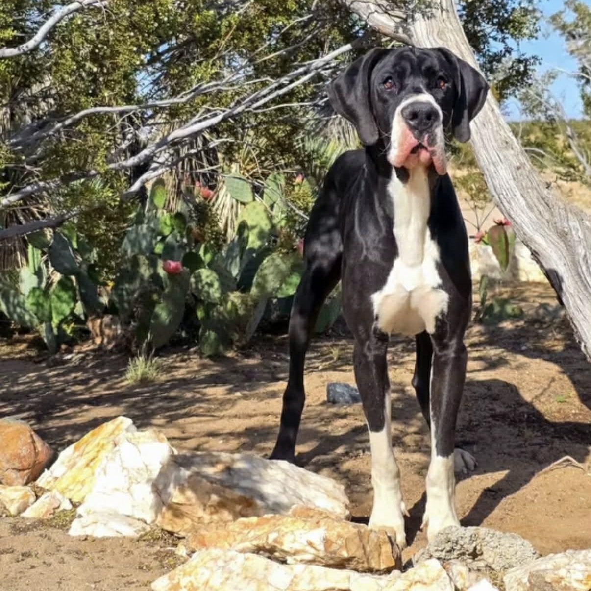 Joel, an adopted Great Dane in Tehachapi, CA image 2/5