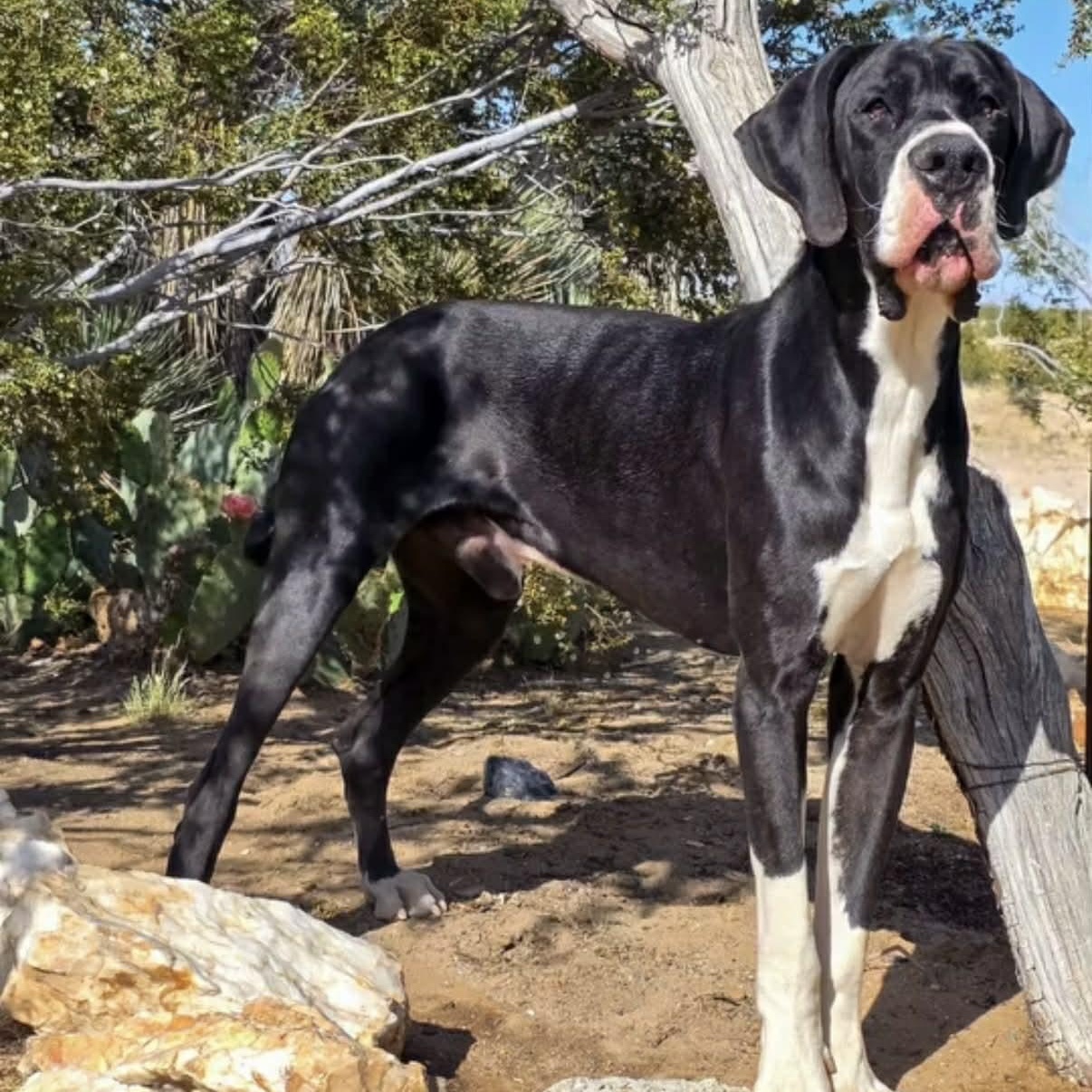 Joel, adopted, Puppy Male Great Dane.
