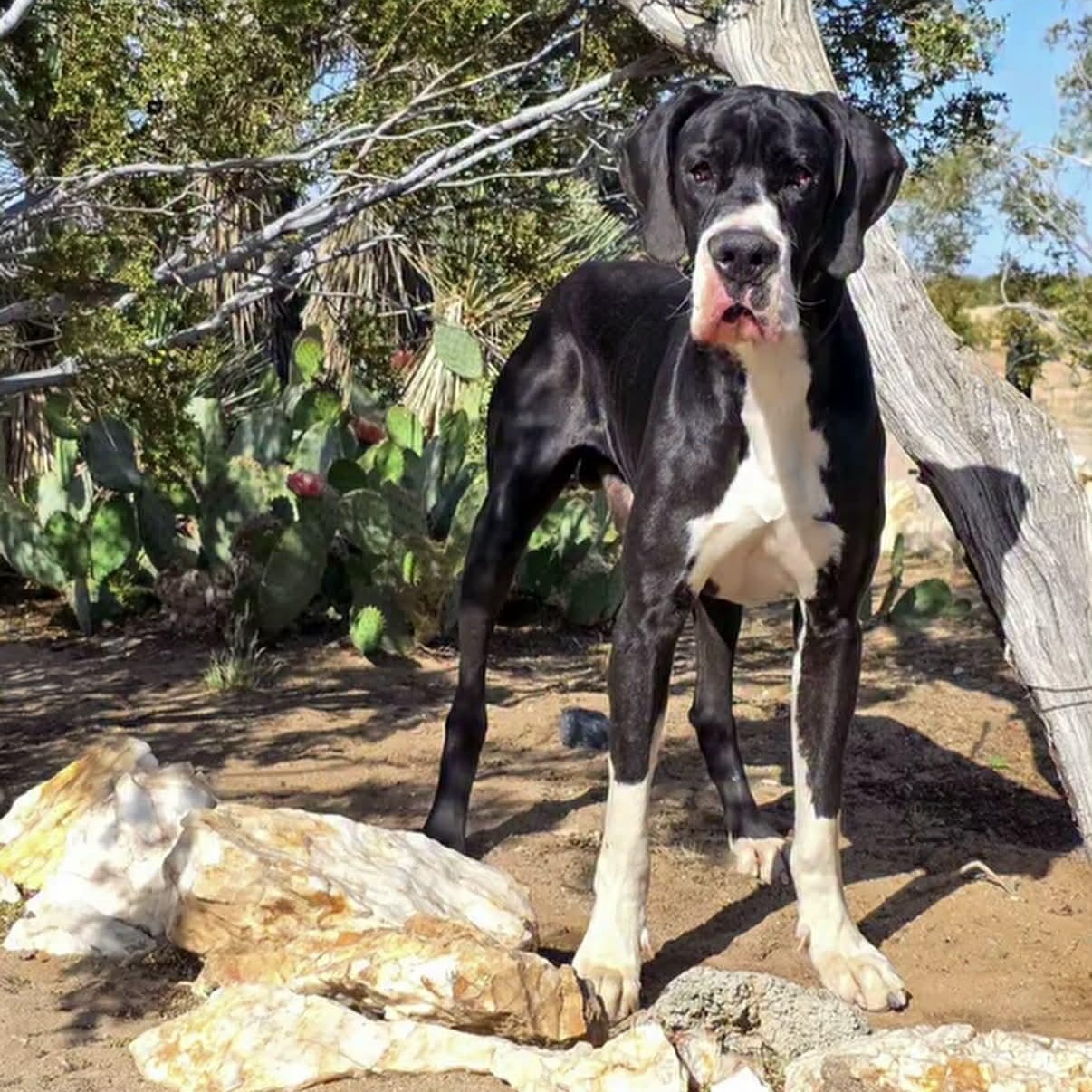 Joel, an adopted Great Dane in Tehachapi, CA image 4/5