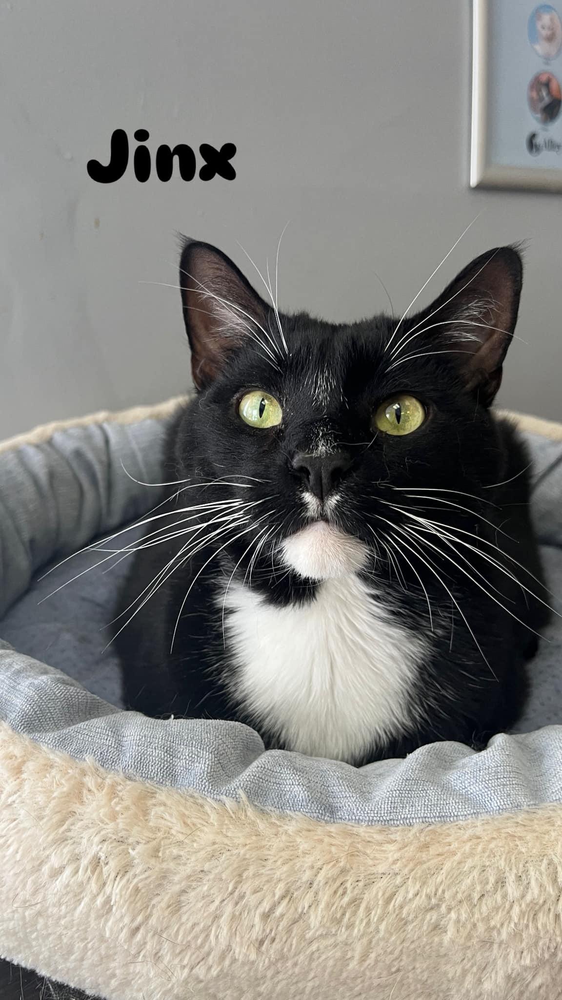 Jinx, Adoptable, Adult Male Domestic Short Hair & Tuxedo.