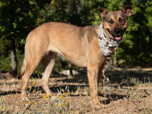 Zoe, Adoptable, Adult Female Australian Cattle Dog / Blue Heeler.