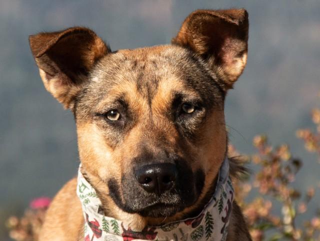 Zoe, a Adoptable mixed breed in San Andreas, CA image 2/2