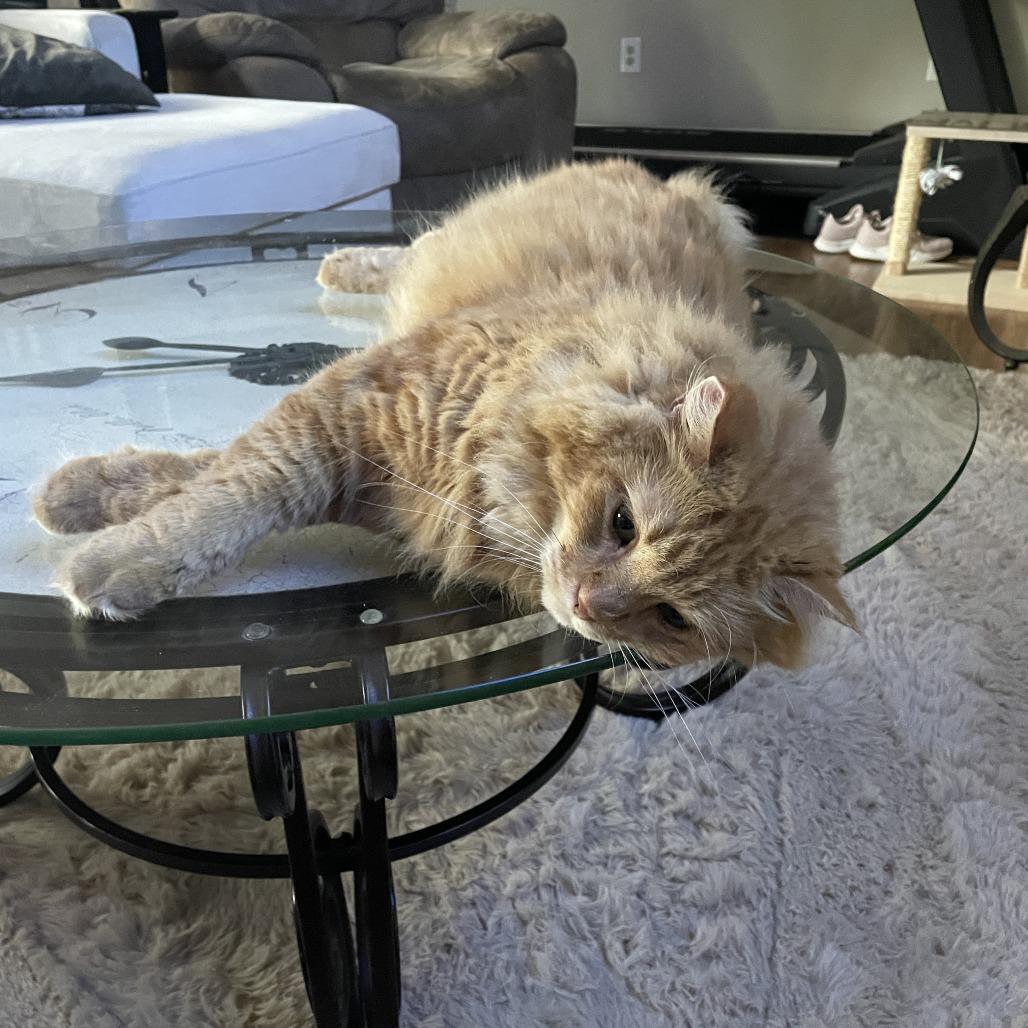 Enlarge Cletus C10334, a Adoptable Domestic Long Hair in Blaine, MN image 1/5