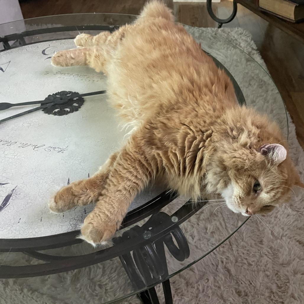 Enlarge Cletus C10334, a Adoptable Domestic Long Hair in Blaine, MN image 2/5