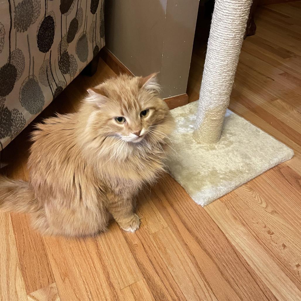 Enlarge Cletus C10334, a Adoptable Domestic Long Hair in Princeton, MN image 1/3