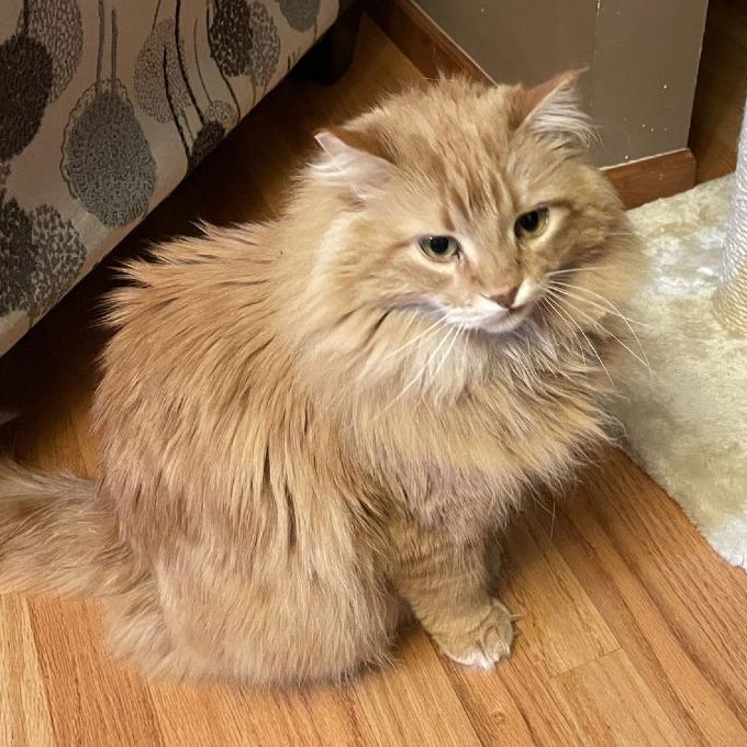 Cletus C10334, a Adoptable Domestic Long Hair in Blaine, MN image 2/3