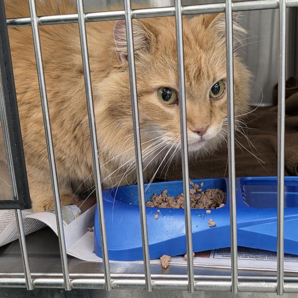 Enlarge Cletus C10334, a Adoptable Domestic Long Hair in Princeton, MN image 2/3