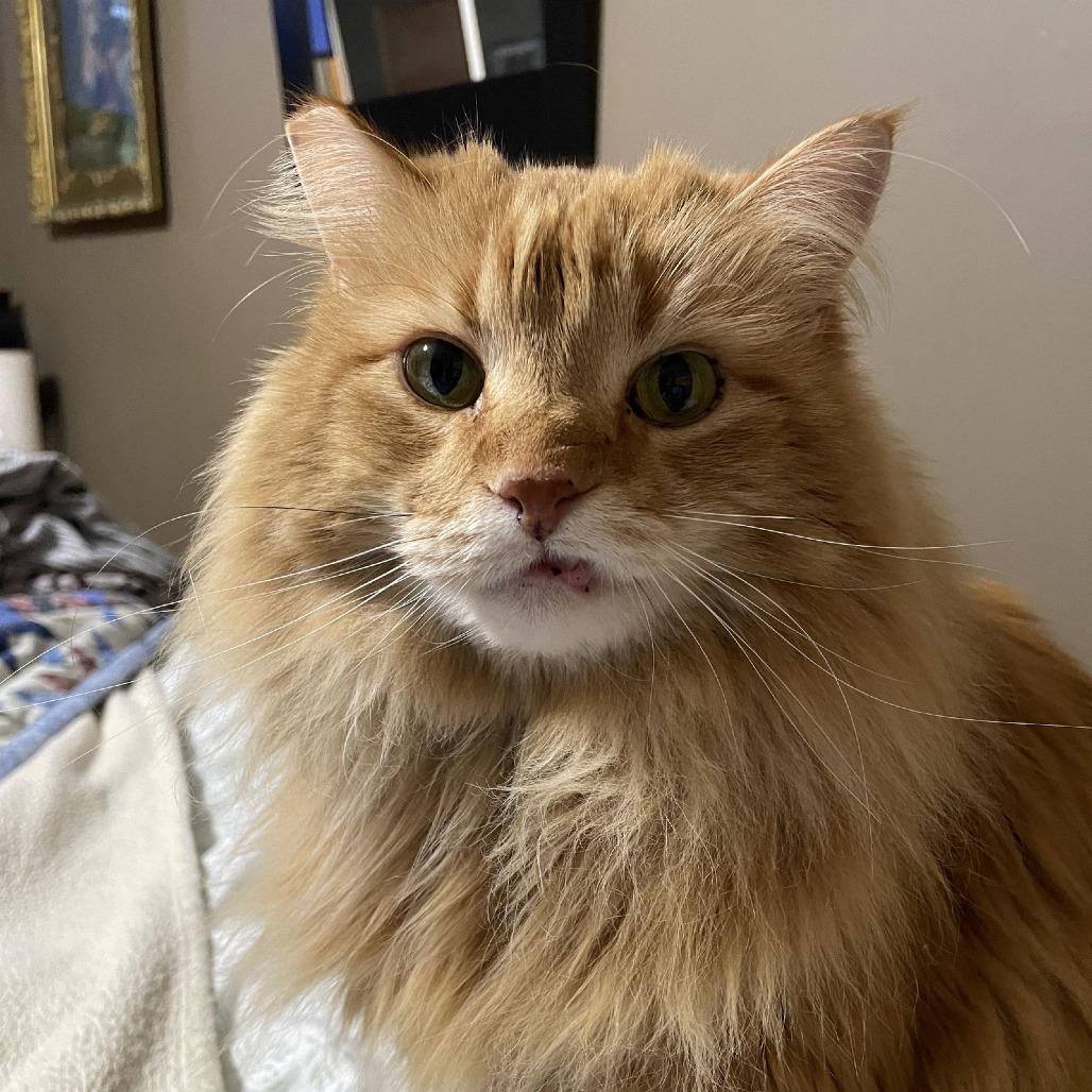 Cletus C10334, Adoptable, Adult Male Domestic Long Hair.