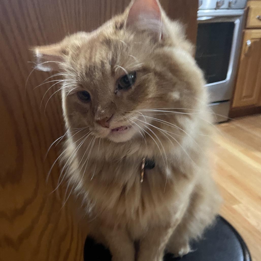 Enlarge Cletus C10334, a Adoptable Domestic Long Hair in Blaine, MN image 4/5