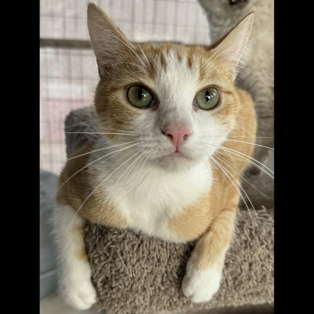 Enlarge Timmy, a Adoptable Domestic Short Hair in Simi Valley, CA image 1/1