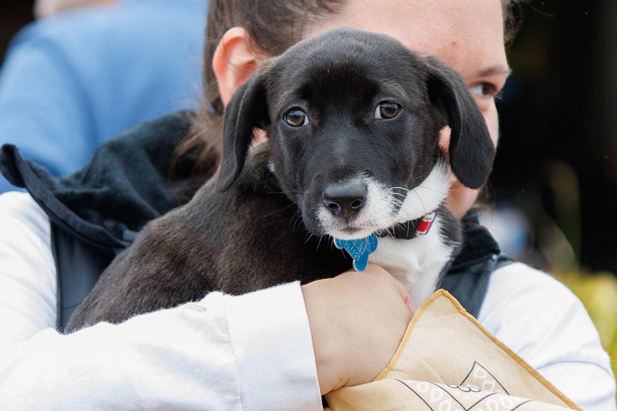 Enlarge Freya, a Adoptable mixed breed in Minneapolis, MN image 2/6