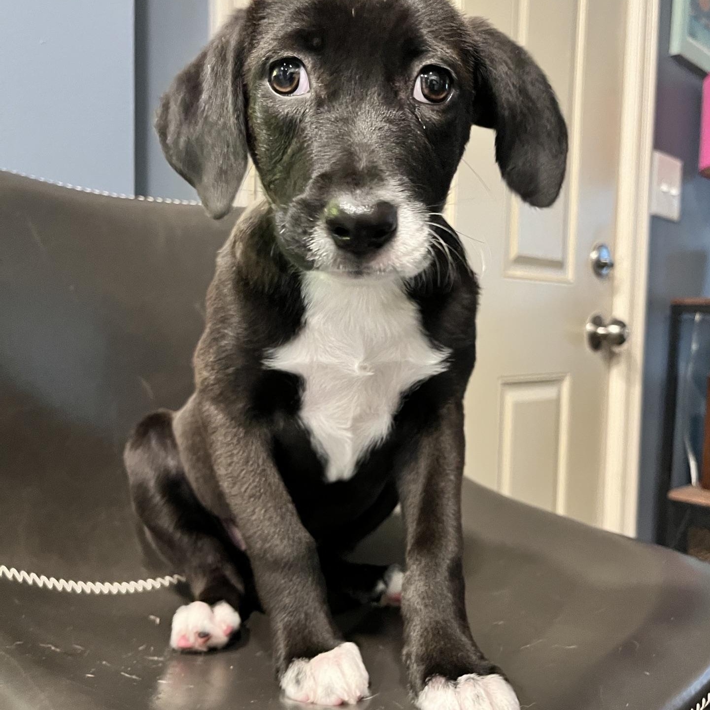 Enlarge Freya, a Adoptable mixed breed in Minneapolis, MN image 3/6