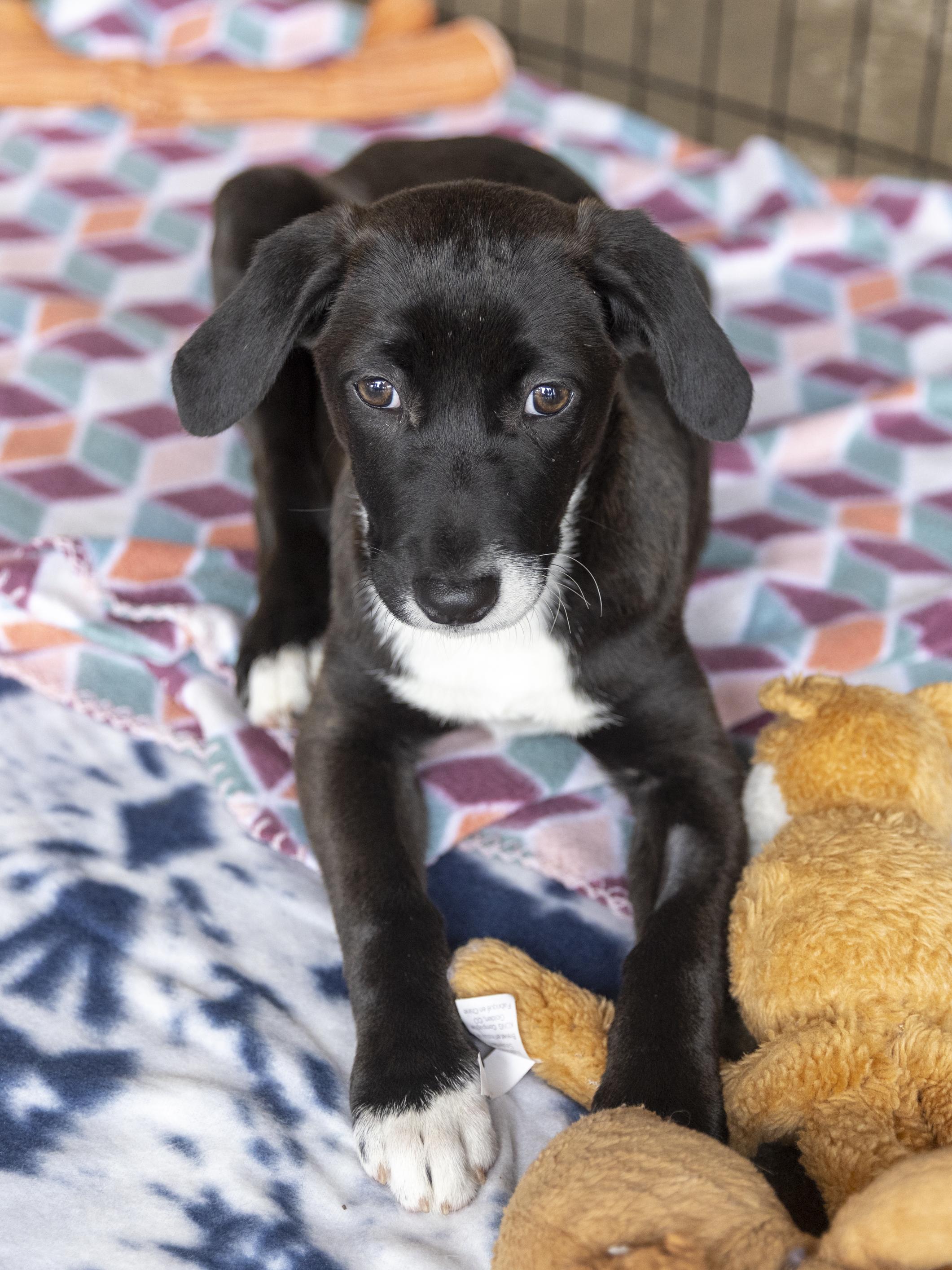 Enlarge Freya, a Adoptable mixed breed in Minneapolis, MN image 6/6