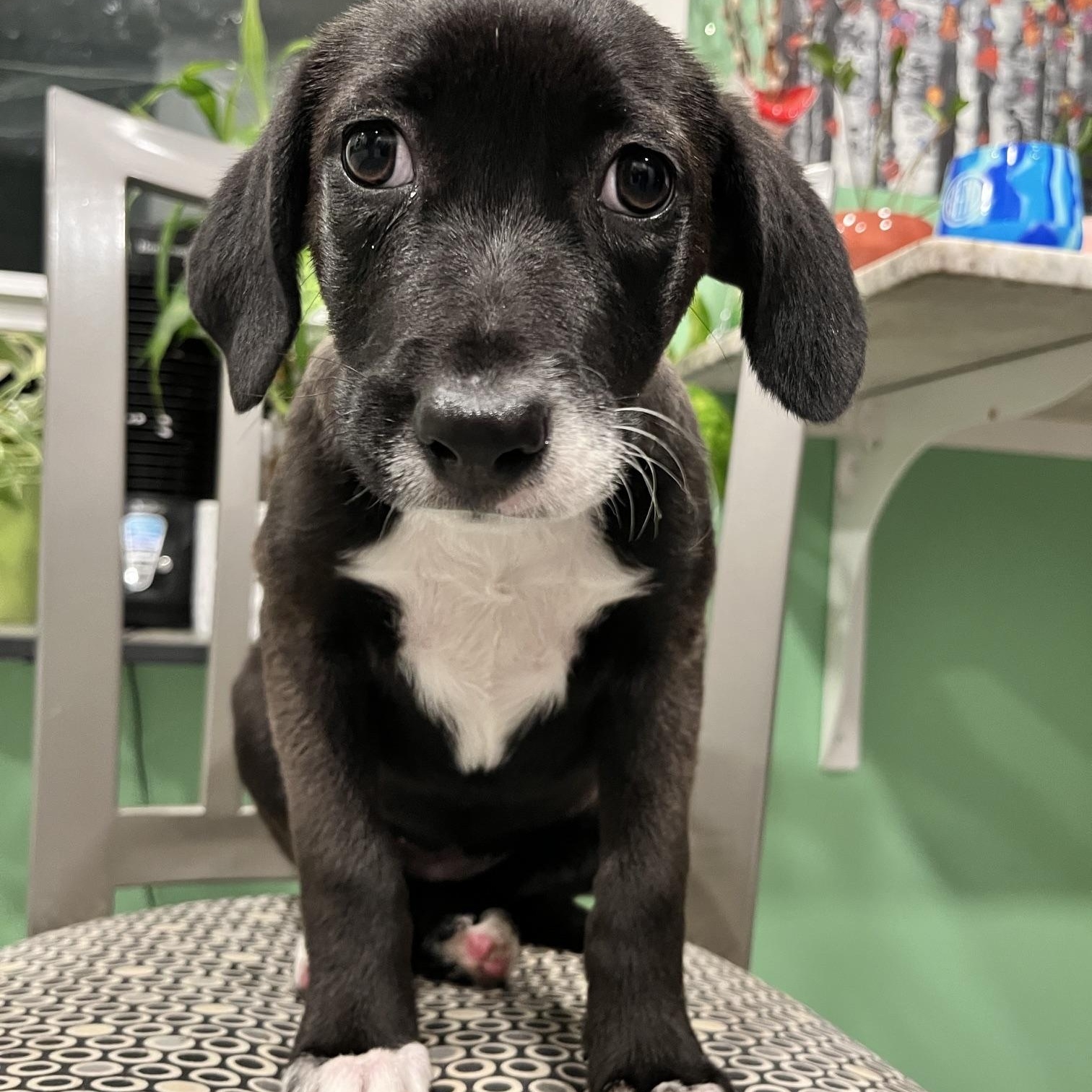 Enlarge Freya, a Adoptable mixed breed in Minneapolis, MN image 5/6