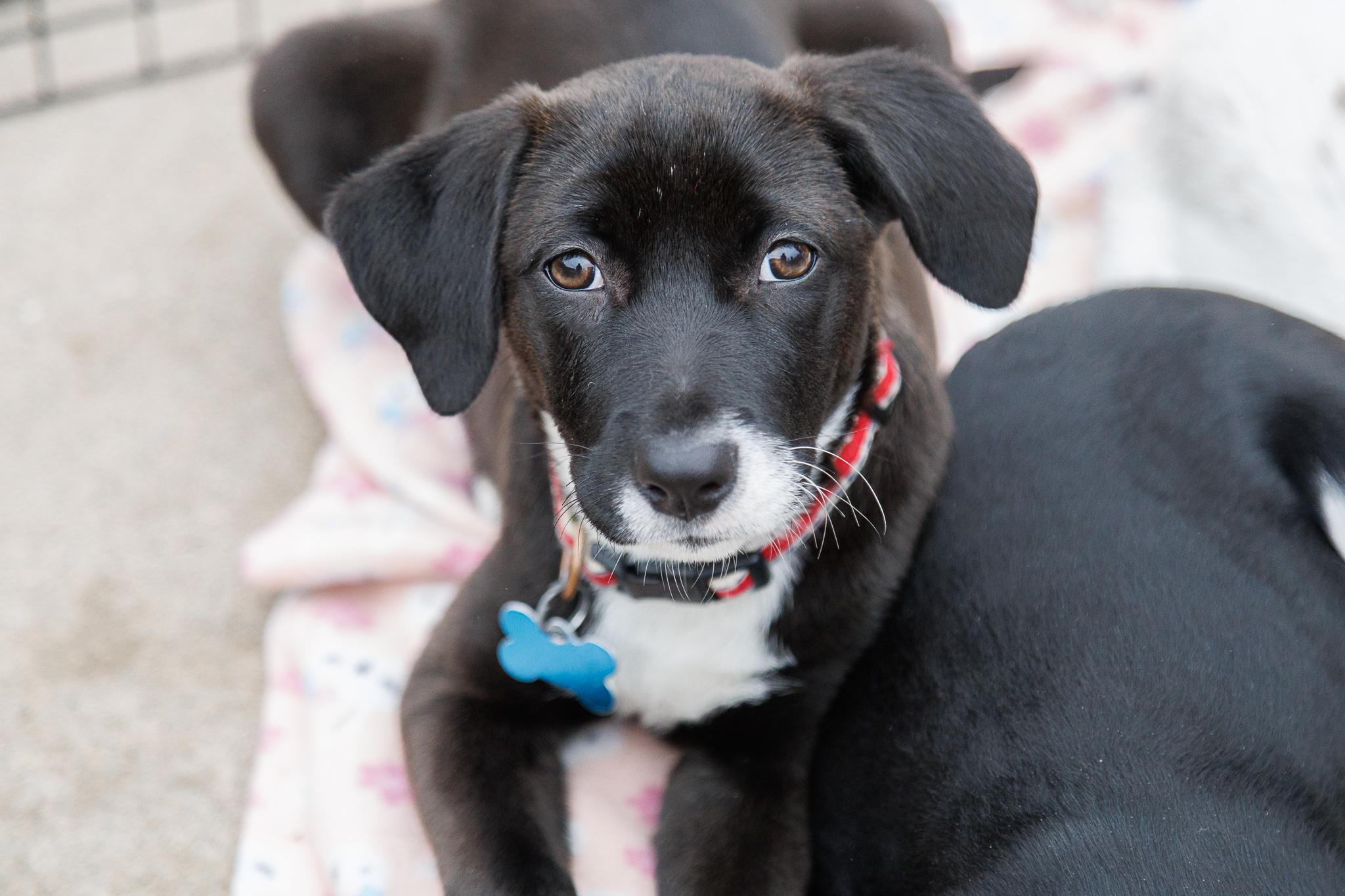 Freya, Adoptable, Puppy Female Retriever & Collie.