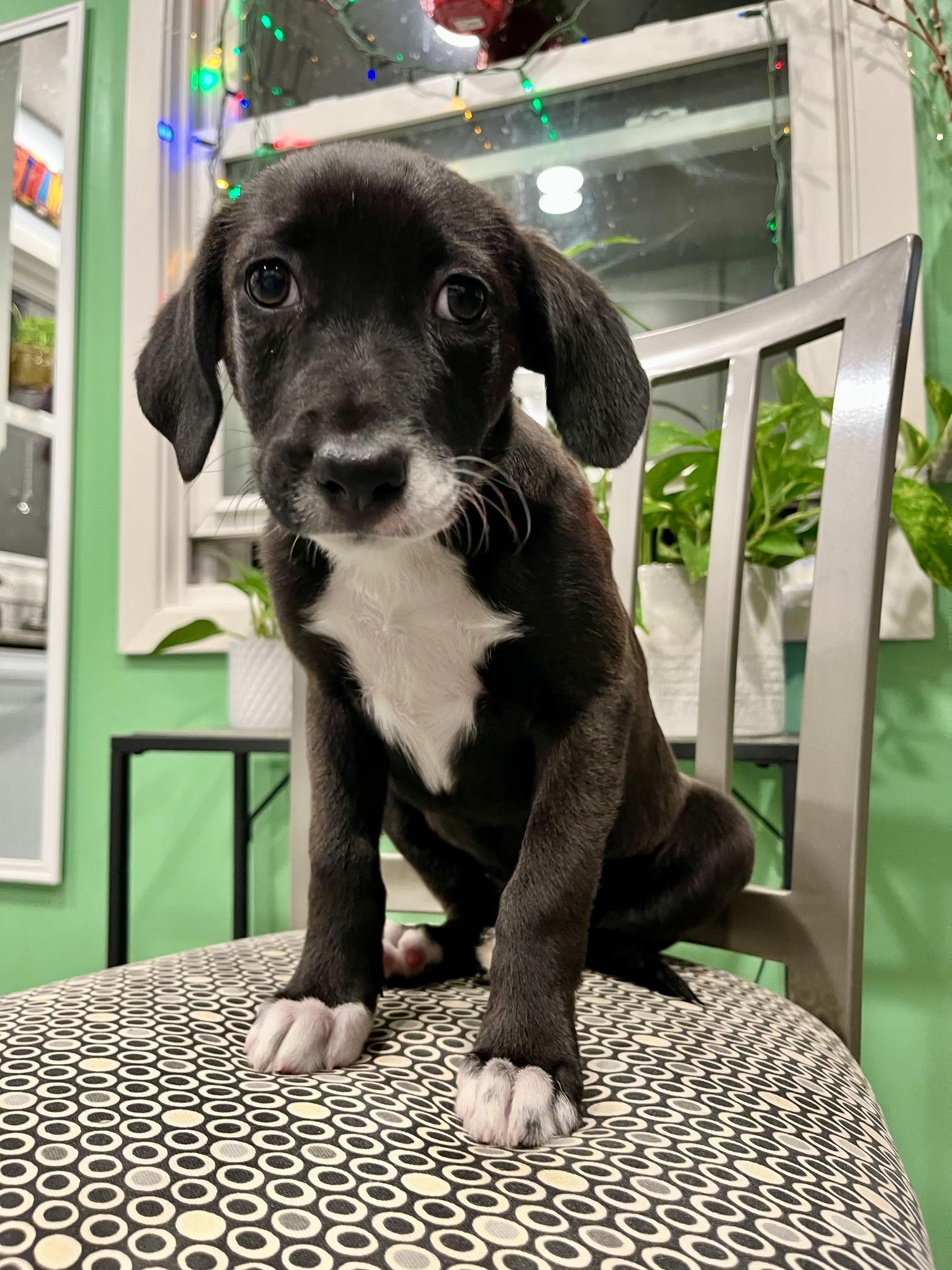 Enlarge Freya, a Adoptable mixed breed in Minneapolis, MN image 4/6