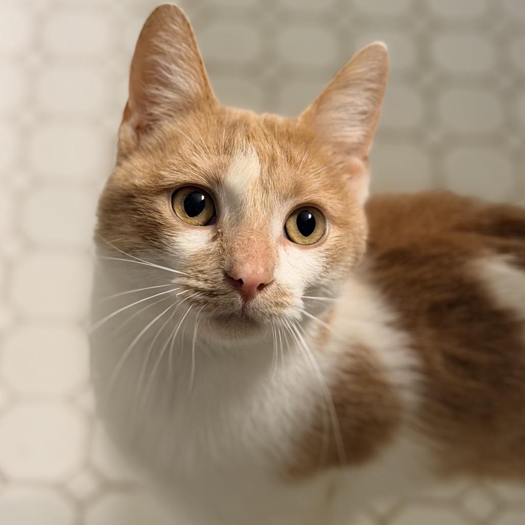 Enlarge Jack-o'-Lantern, a Adopted Domestic Short Hair in Stoughton, WI image 4/6