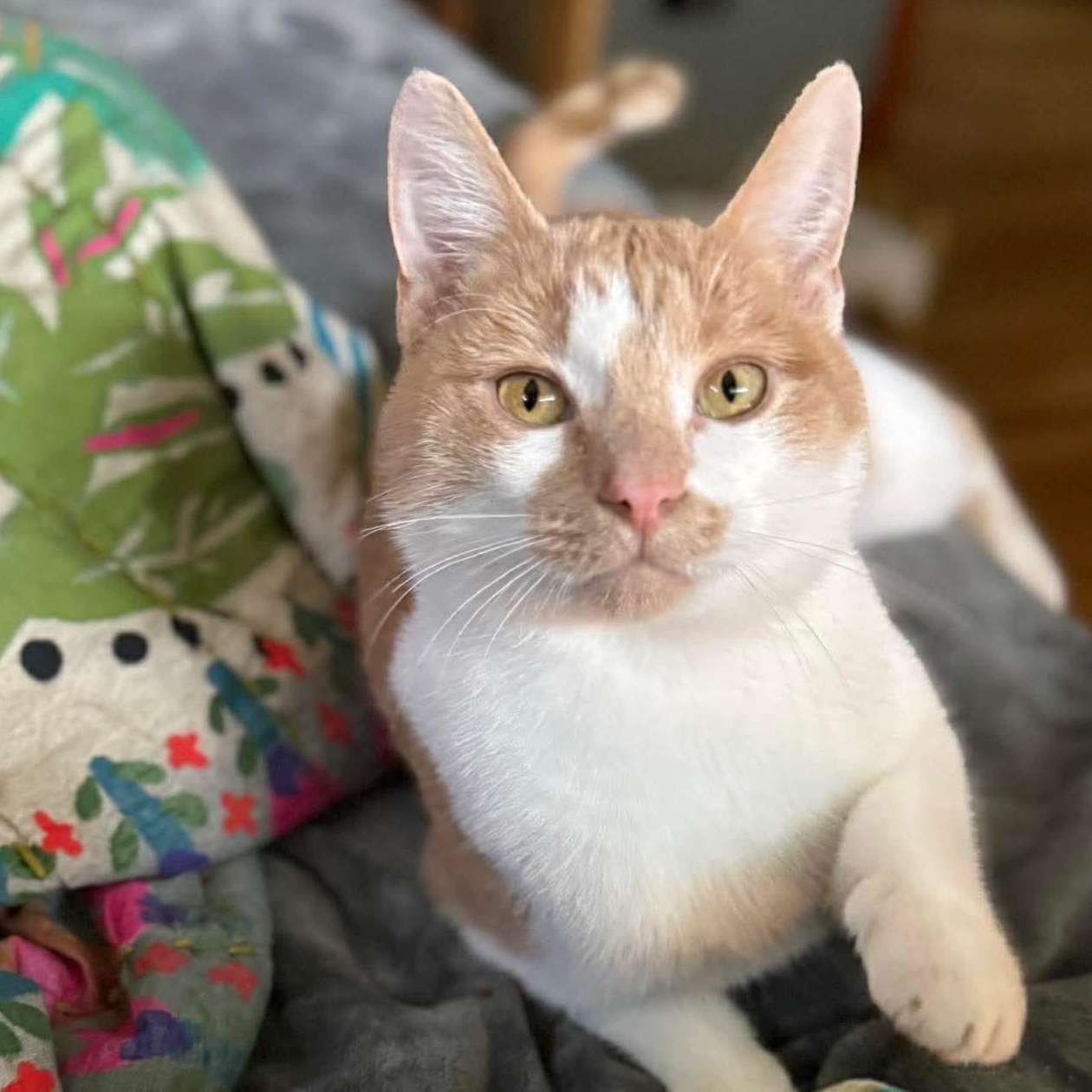 Jack-o'-Lantern, Adopted, Young Male Domestic Short Hair.