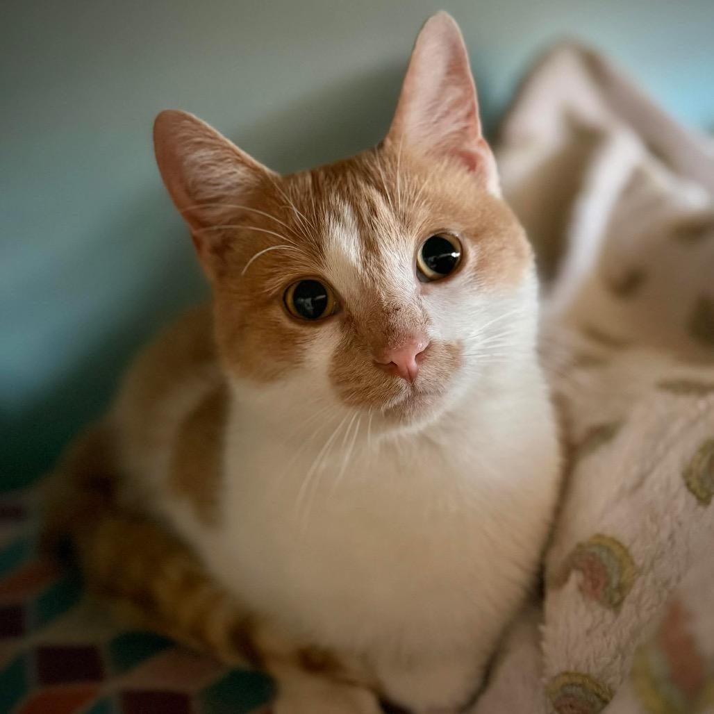 Enlarge Jack-o'-Lantern, a Adopted Domestic Short Hair in Stoughton, WI image 5/6
