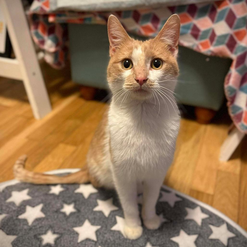 Enlarge Jack-o'-Lantern, a Adopted Domestic Short Hair in Stoughton, WI image 3/6