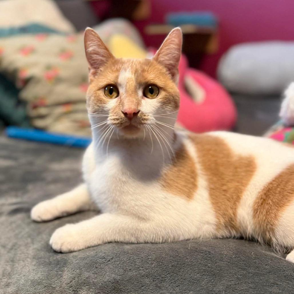 Enlarge Jack-o'-Lantern, a Adopted Domestic Short Hair in Stoughton, WI image 2/6