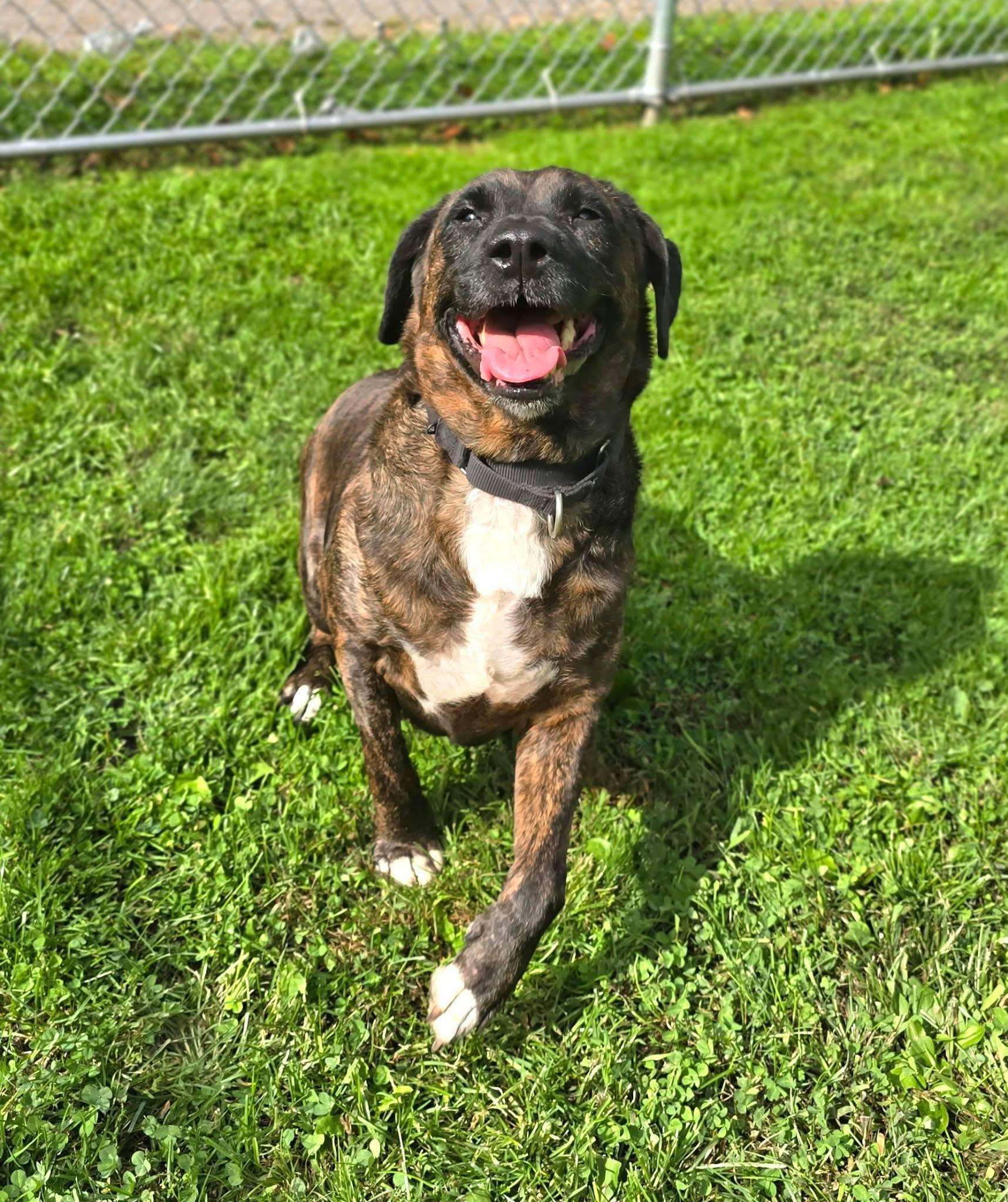 Enlarge Dolly, a Adoptable mixed breed in New Castle, PA image 3/6