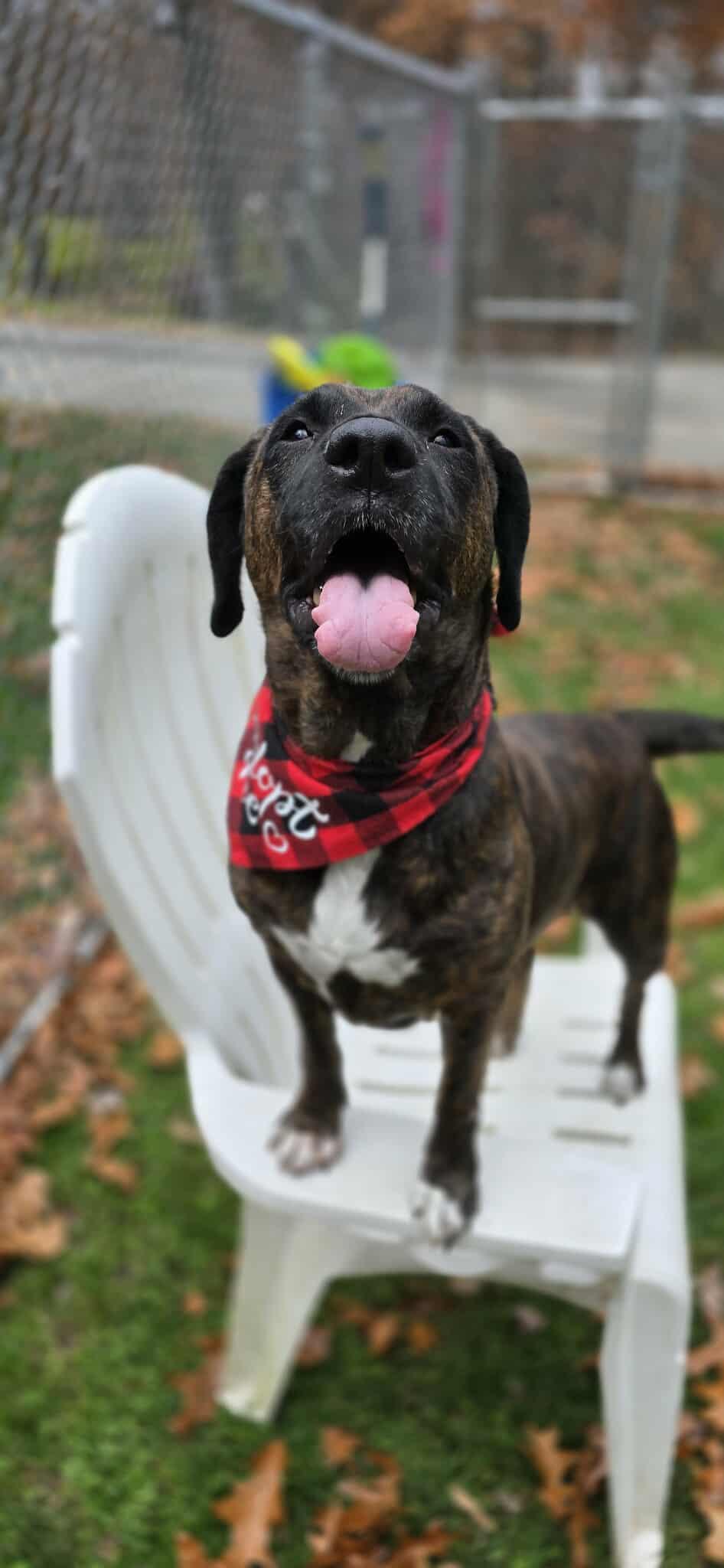 Enlarge Oreo, a ADOPTABLE mixed breed in New Castle, PA image 4/6