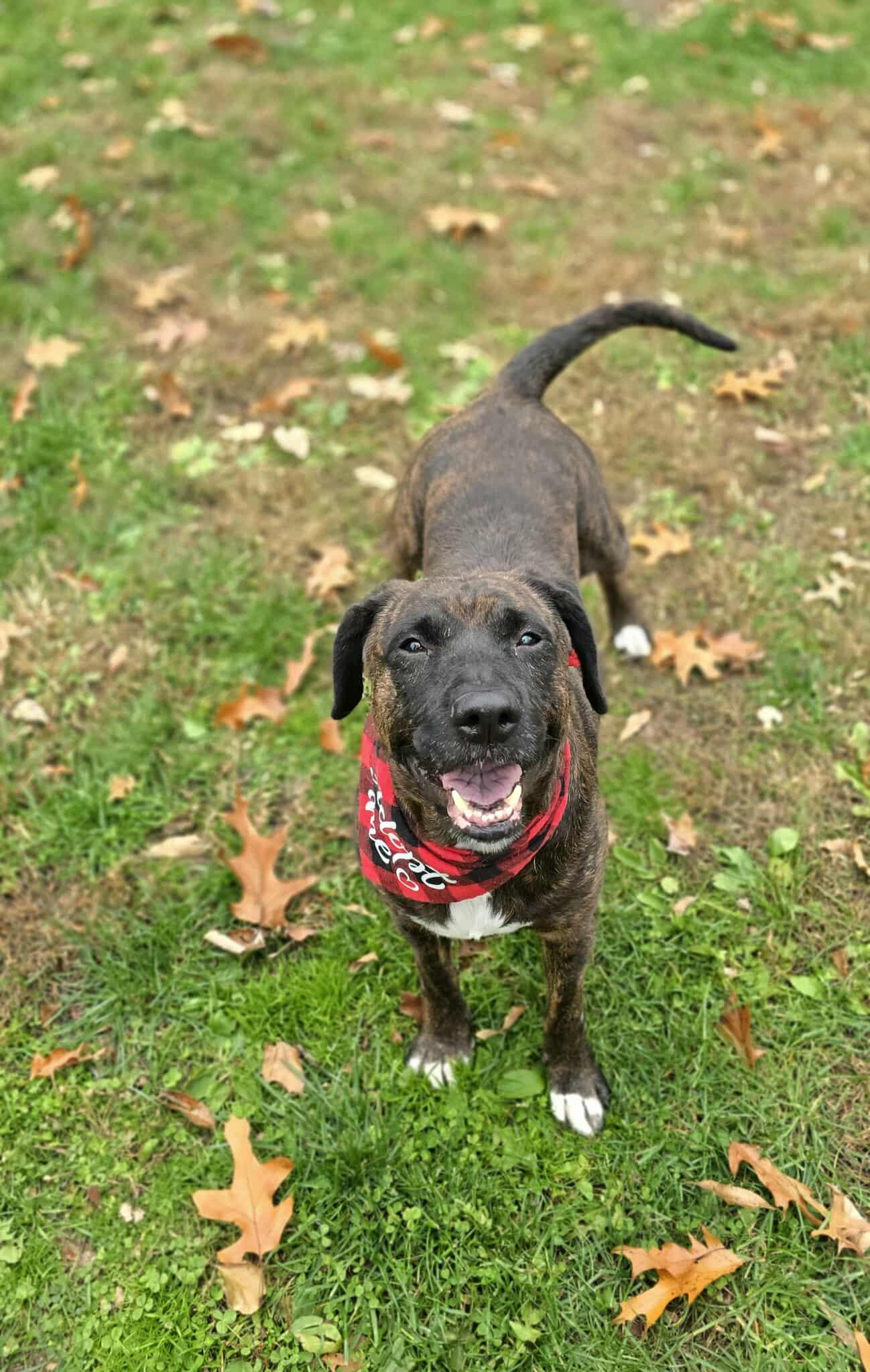 Oreo, ADOPTABLE, Adult Female Pit Bull Terrier.