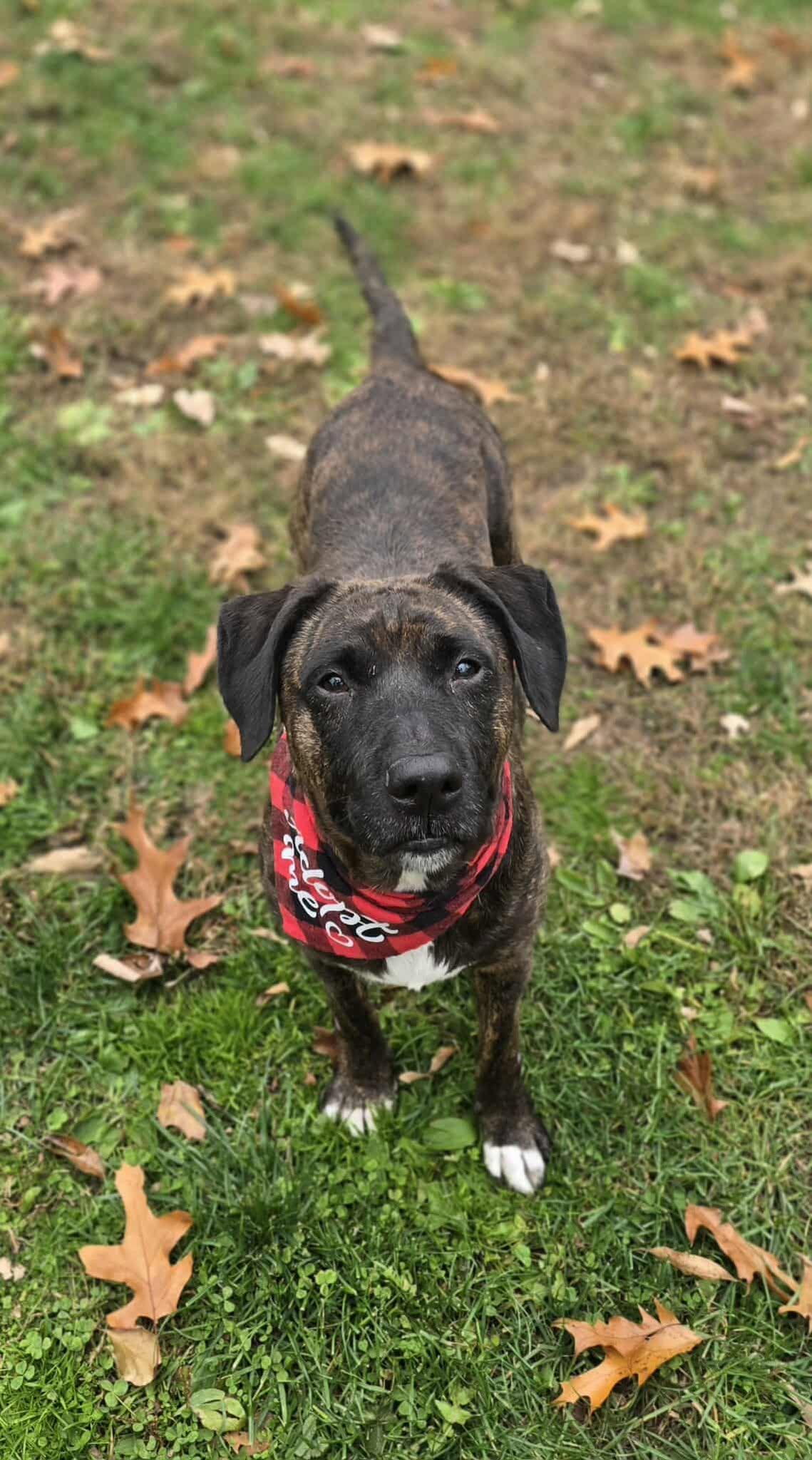 Enlarge Oreo, a ADOPTABLE mixed breed in New Castle, PA image 2/6