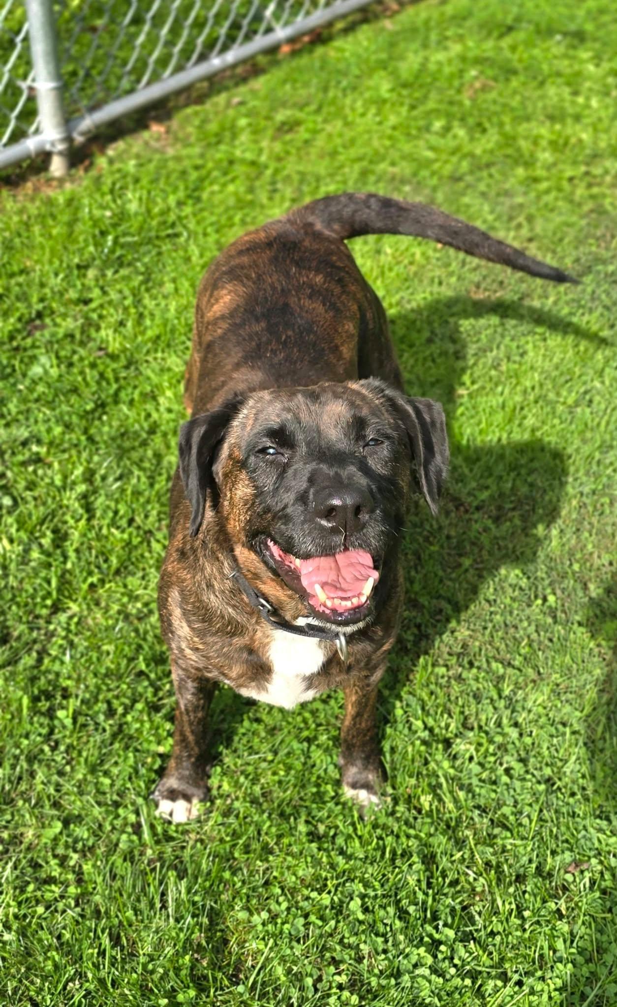 Enlarge Dolly, a Adoptable mixed breed in New Castle, PA image 1/6
