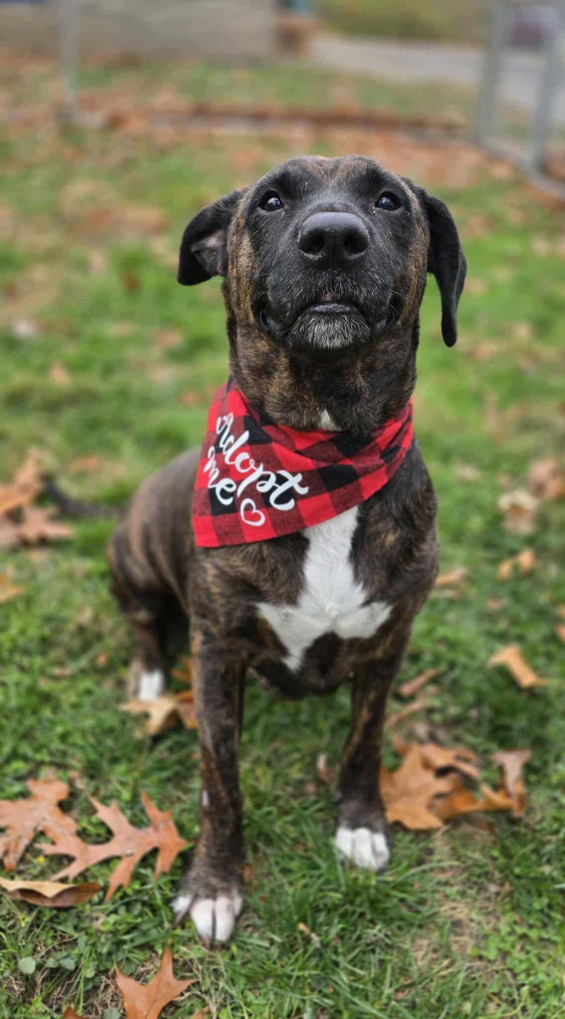 Enlarge Oreo, a ADOPTABLE mixed breed in New Castle, PA image 5/6