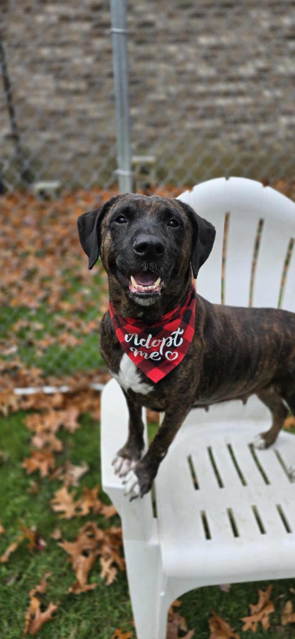 Enlarge Oreo, a ADOPTABLE mixed breed in New Castle, PA image 6/6