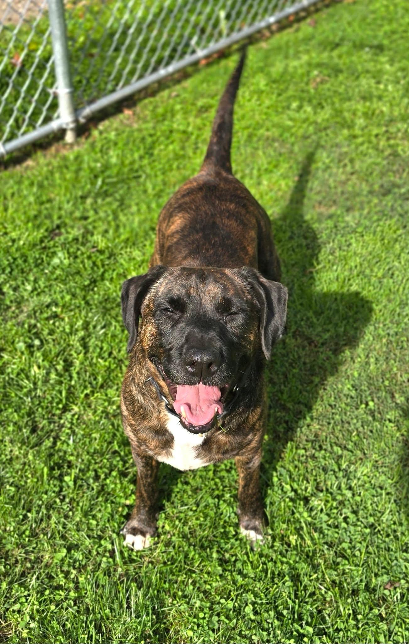 Enlarge Dolly, a Adoptable mixed breed in New Castle, PA image 2/6