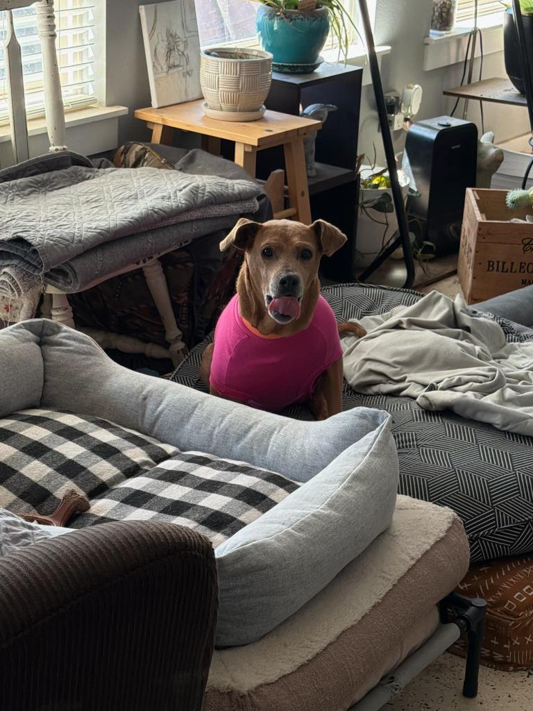 Flicka, Adoptable, Senior Female Mountain Cur & Mixed Breed.