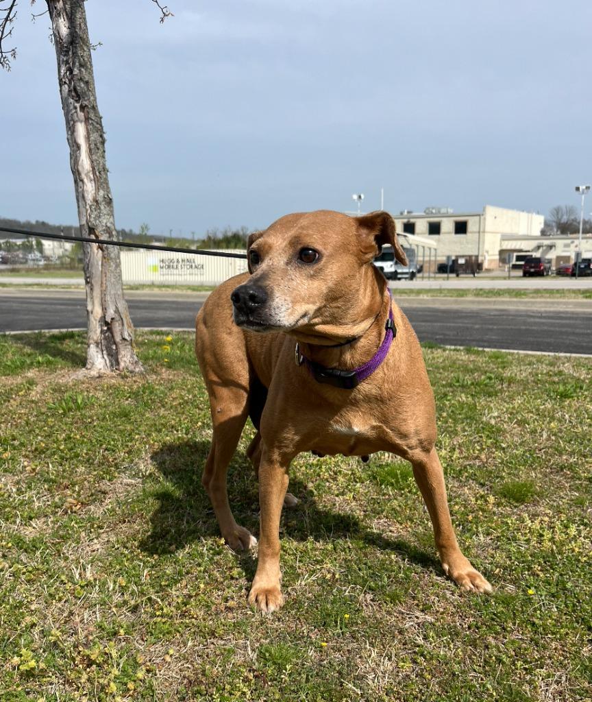 Enlarge Flicka, a Adoptable mixed breed in Fayetteville, AR image 2/2