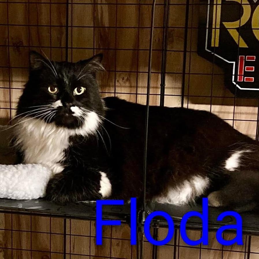Enlarge Floda, a Adoptable Domestic Medium Hair in Grand Rapids, MN image 2/2