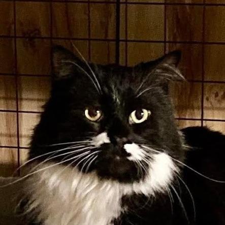 Enlarge Floda, a Adoptable Domestic Medium Hair in Grand Rapids, MN image 1/2