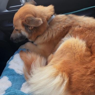 Enlarge Chamomile, an adopted mixed breed in Renton, WA image 5/6