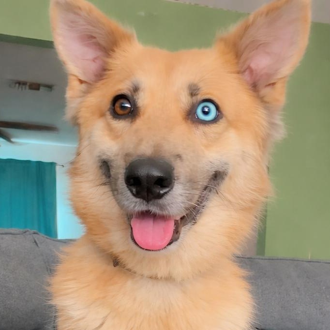Enlarge Chamomile, an adopted mixed breed in Renton, WA image 4/6
