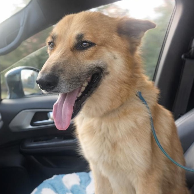 Enlarge Chamomile, an adopted mixed breed in Renton, WA image 3/6