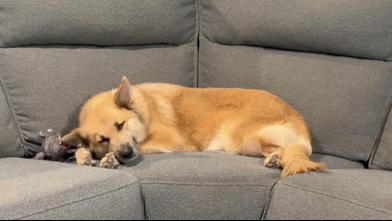 Enlarge Chamomile, an adopted mixed breed in Renton, WA image 6/6
