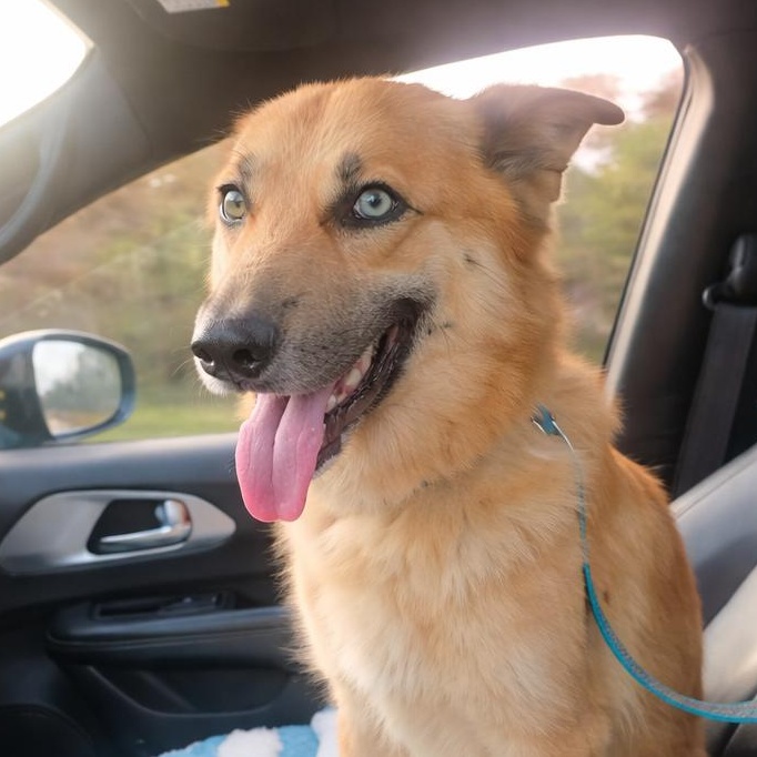 Chamomile, adopted, Adult Female German Shepherd Dog & Australian Shepherd.