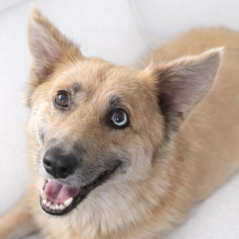Enlarge Chamomile, an adopted mixed breed in Renton, WA image 2/6