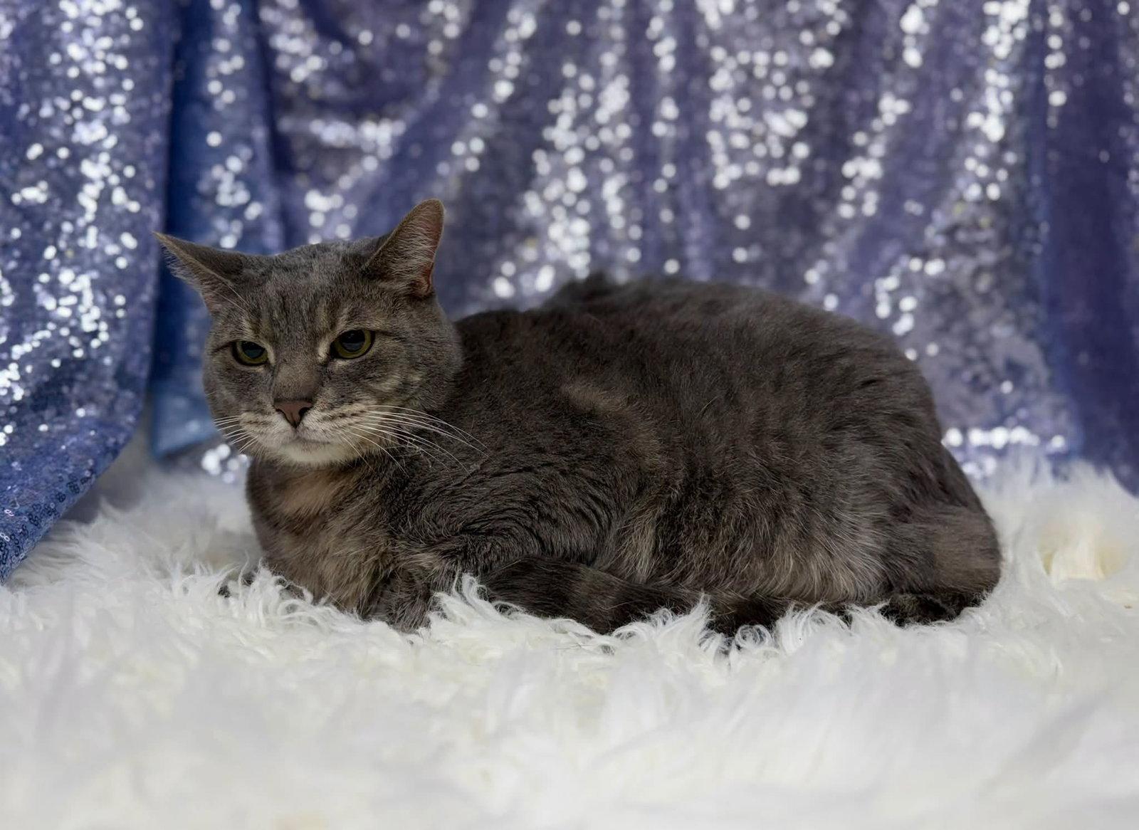 Boots, Adoptable, Senior Male Domestic Short Hair.