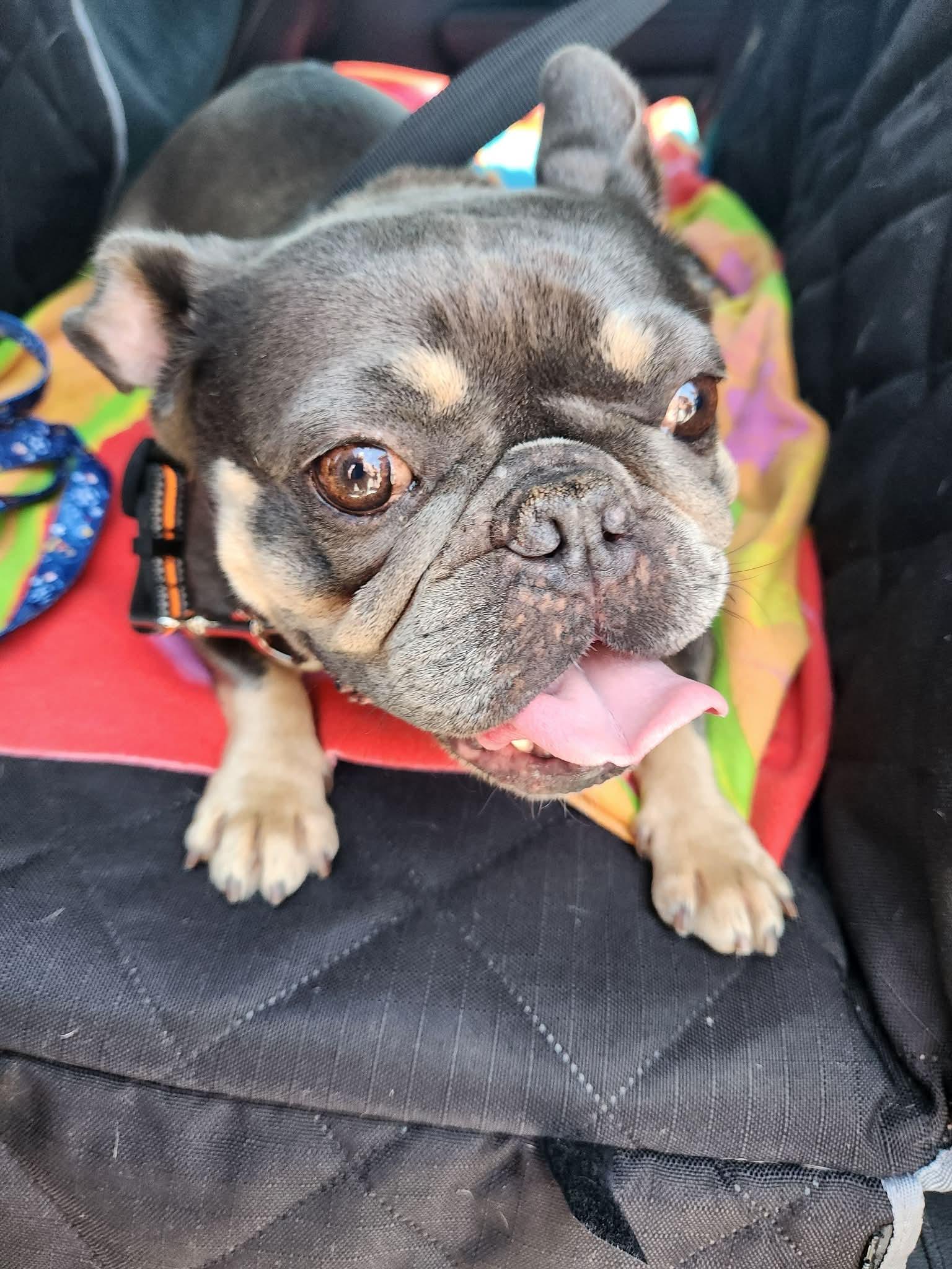 Luna , ADOPTABLE, Young Female French Bulldog.