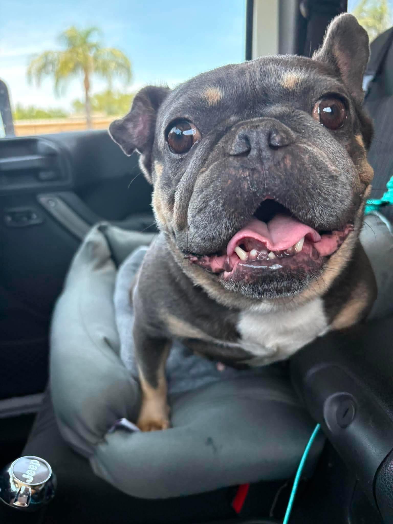 Luna , a ADOPTABLE French Bulldog in Palm Coast, FL image 2/4