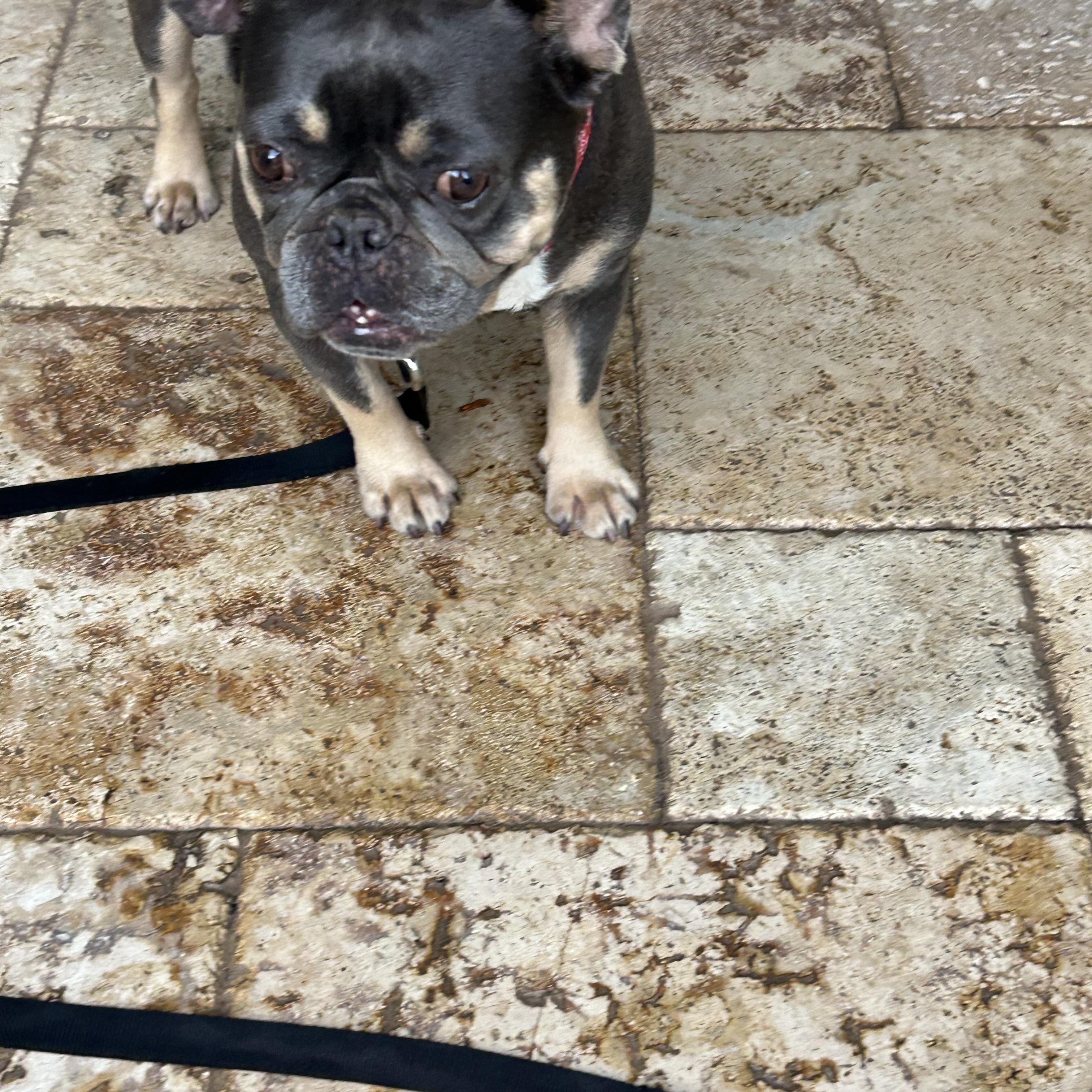 Luna , a ADOPTABLE French Bulldog in Palm Coast, FL image 3/4